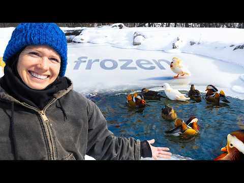 Our Pond is Freezing! Where will the Ducks go?