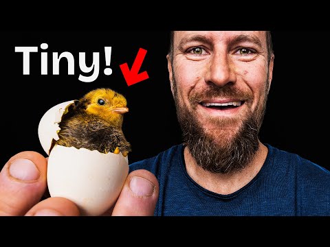 A Viewer Sent us The World's Smallest Chicks to Hatch