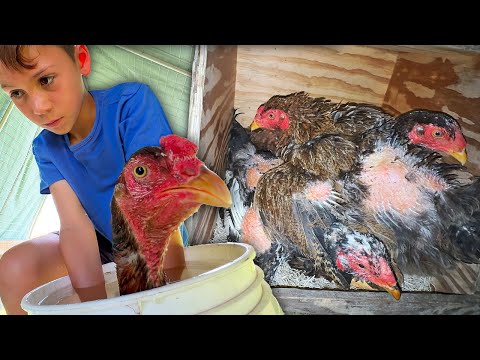 We Have Way Too Many Broody Hens…