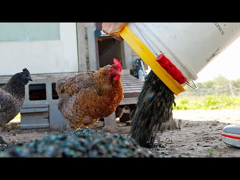 We Fed THOUSANDS of Japanese Beetles to our Chickens