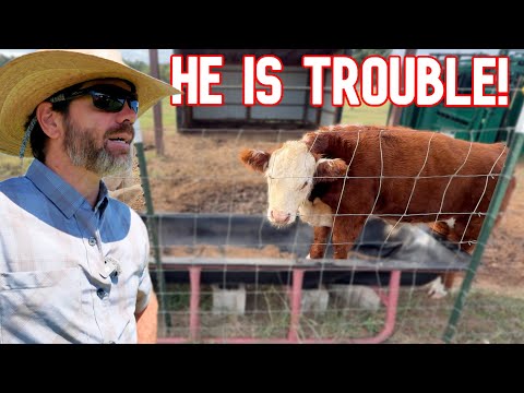 Y'all, What Are We Going To Do With Him!?