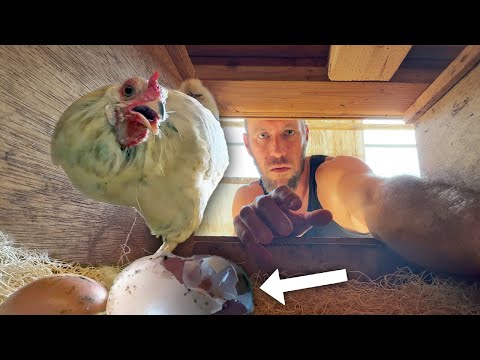 Chickens Are EATING Their Eggs (so we set up Hidden Cameras to catch them)