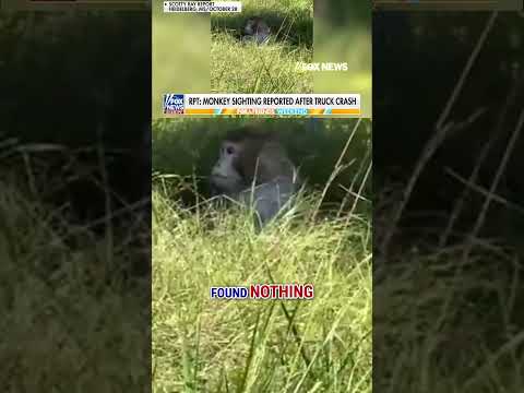 Aggressive monkeys on the loose after truck crash #foxnews #news #us #fox