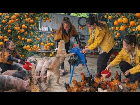 Repairing the 750 motor of a banana tree shredder. Climb the hill to help the landlady pick oranges