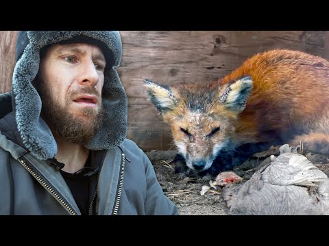 We came Face to Face with the Predator Eating our Animals