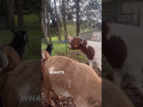 Up on the hill, mom and dad thought they were being sneaky…just sitting quietly, soaking in the view