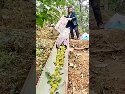 cool technique of collecting chestnut harvest on the hill #shorts