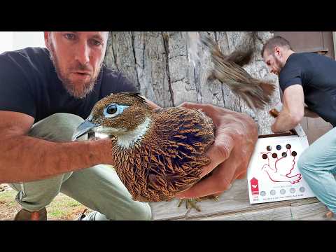 We Finally Got our Dream Pheasants for the Aviary