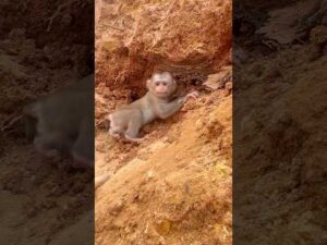 Zuzu climbed the hill. He was extremely frightened and anxious at that moment.