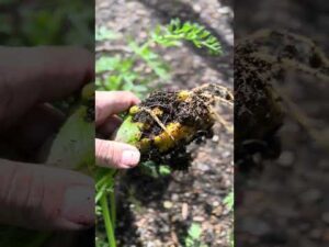 #ASMR Satisfying carrot harvesting here on the hill, in the garden of the Jolly Brown Giant