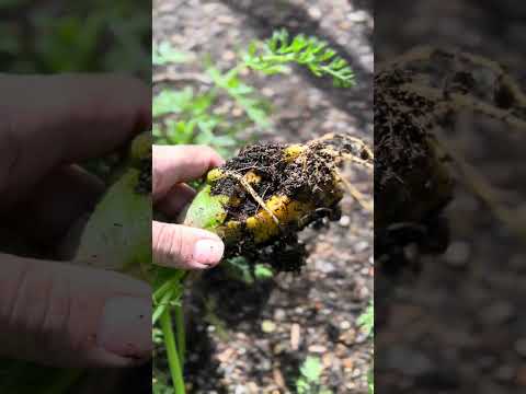 #ASMR Satisfying carrot harvesting here on the hill, in the garden of the Jolly Brown Giant