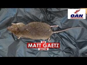 IDAHO SUBURB FACES 'RAT APOCALYPSE'