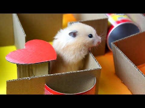 Hamster KING-OF-THE-HILL Maze