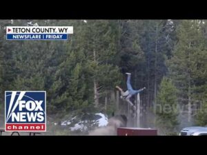 SHOCKING video: Bison sends tourist FLYING at Yellowstone National Park
