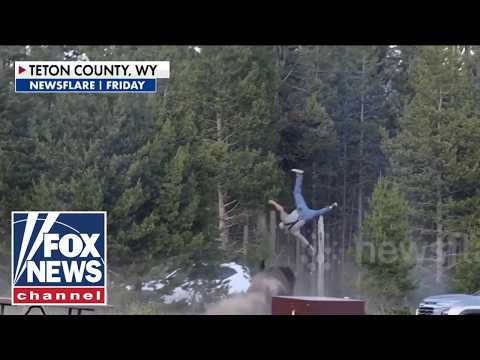 SHOCKING video: Bison sends tourist FLYING at Yellowstone National Park