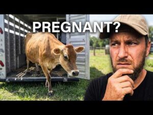 Our Cows Are Back! But Are They Pregnant??