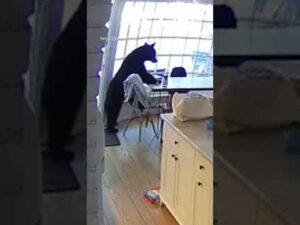Family wakes up to bear STEALING breakfast from their kitchen #foxnews #news #shorts