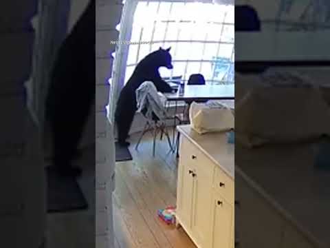 Family wakes up to bear STEALING breakfast from their kitchen #foxnews #news #shorts