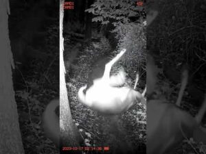 A Bear Fell Down the Hill… But WATCH THE Second One?! 😳🌲