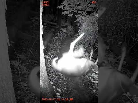 A Bear Fell Down the Hill… But WATCH THE Second One?! 😳🌲