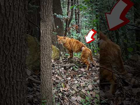 A Stray Cat on the Hill Had a Tight Cord on It. #cat #kitten #straycat  #catrescue  #animalrescue