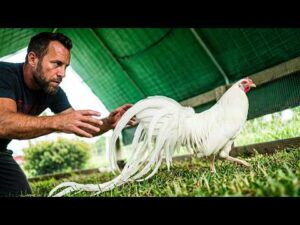 Our FANCY Chickens Move to the Aviary