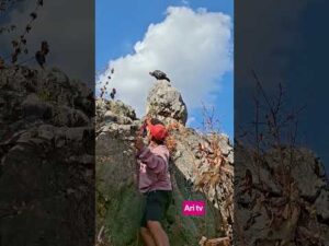 there is a turkey on the hill #shortvideo #nature #viral