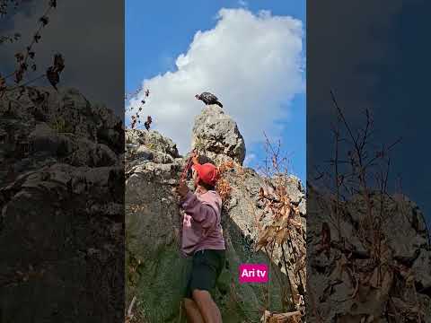 there is a turkey on the hill #shortvideo #nature #viral